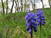 In Linzone spettacolo di narcisi e muscari - 15magg23-FOTOGALLERY